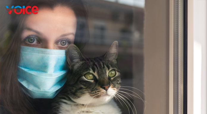 "Sağlığınız için kedi sevin"