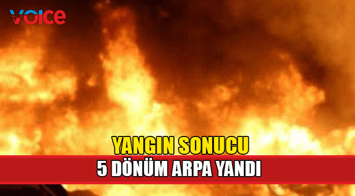 Yangın sonucu 5 dönüm arpa yandı