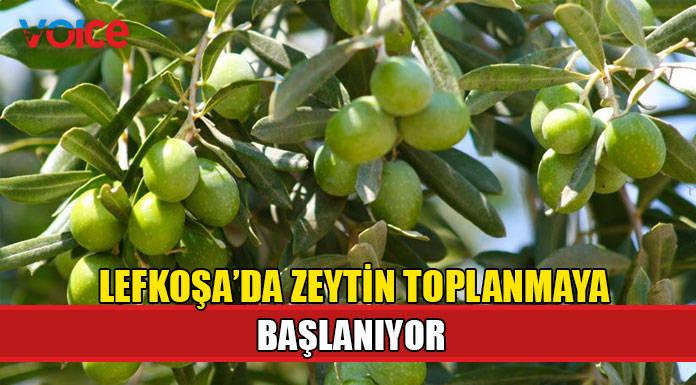 Lefkoşa'da zeytin toplanmaya başlanıyor