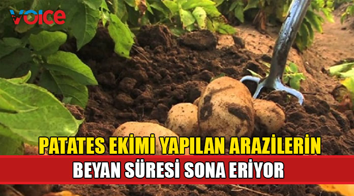 Patates ekimi yapılan arazilerin beyan süresi sona erecek