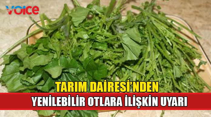 Yenilebilir otları toplayacak olanlar dikkat!