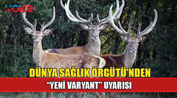ABD'deki ak kuyruklu geyiklerde enfeksiyon