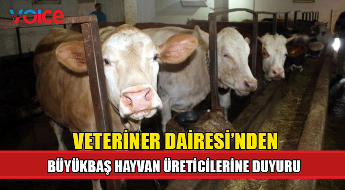 Büyükbaş hayvan üreticilerine duyuru