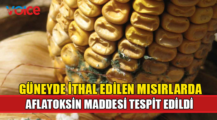 20 bin ton mısırda aflatoksin maddesi tespit edildi