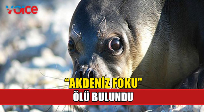 Güneyde ölü bir "Akdeniz Foku" tespit edildi