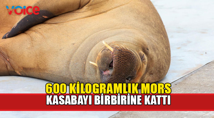 "Freya" isimli mors sahil kasabasını karıştırdı