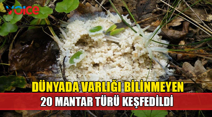20 yeni mantar türü keşfedildi