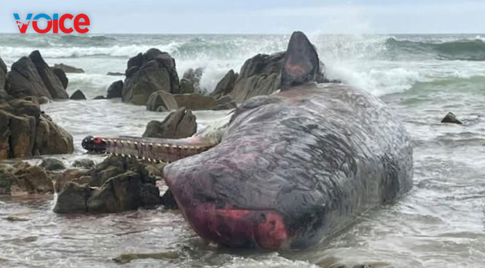 Mass stranding kills 14 whales in Australia