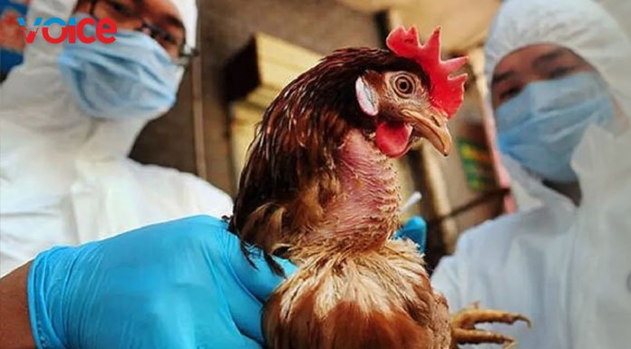 Veterinary Department: Precautions against Bird Flu