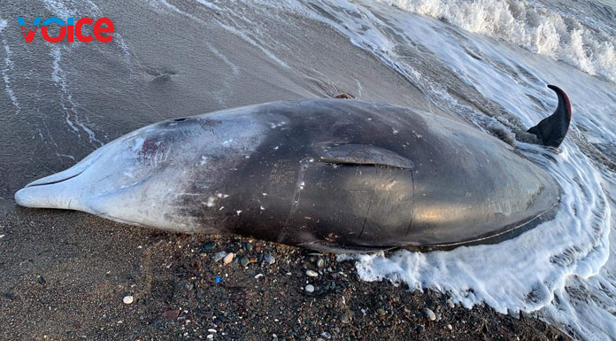 9 dead whales washed up on Cyprus coasts!