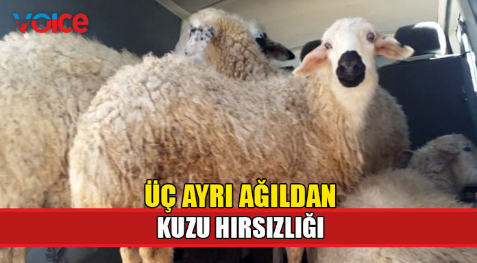 Üç ayrı ağıldan 32 kuzu çalındı!
