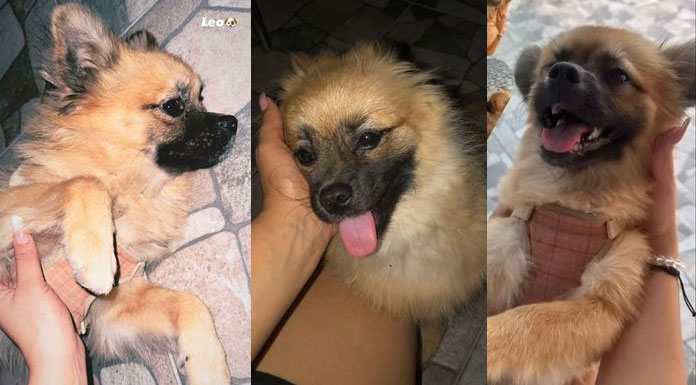 Kayıp köpeği bulana ödül!