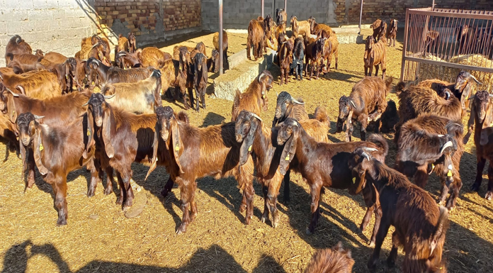 DÜÇ'ten kasaplık hayvan satışı