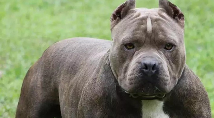 Başıboş pitbull kadını ısırıp yaraladı!